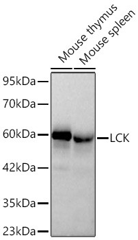 LCK Antibody in Western Blot (WB)
