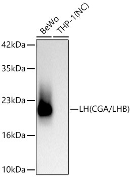 CGA Antibody in Western Blot (WB)