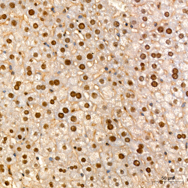 HNF6 Antibody in Immunohistochemistry (Paraffin) (IHC (P))