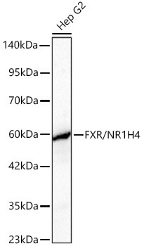 FXR Antibody in Western Blot (WB)