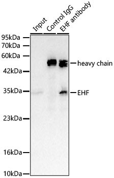EHF Antibody in Immunoprecipitation (IP)