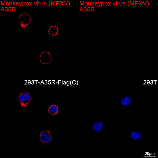 Monkeypox Virus A35R Antibody in Immunocytochemistry (ICC/IF)