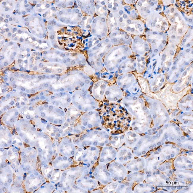 Endomucin Antibody in Immunohistochemistry (Paraffin) (IHC (P))