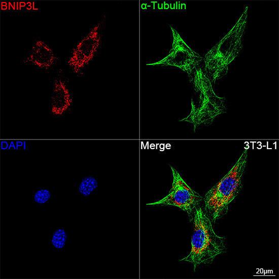 BNIP3L Antibody in Immunocytochemistry (ICC/IF)