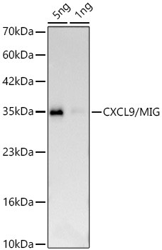 CXCL9 Antibody in Western Blot (WB)