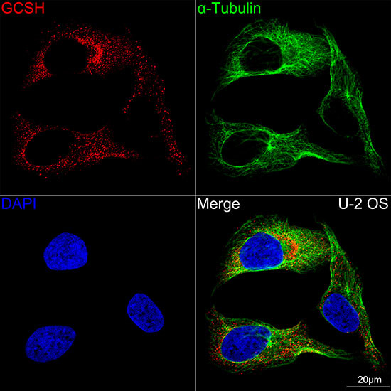 GCSH Antibody in Immunocytochemistry (ICC/IF)