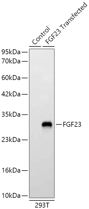 FGF23 Antibody in Western Blot (WB)