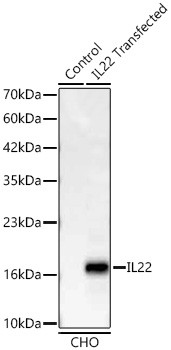 IL-22 Antibody in Western Blot (WB)