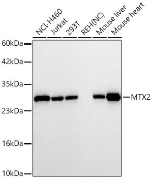MTX2 Antibody in Western Blot (WB)