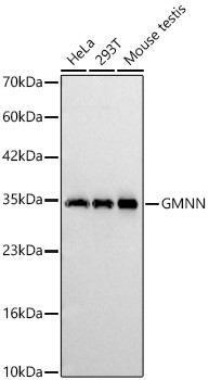 GMNN Antibody in Western Blot (WB)