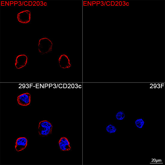 CD203c Antibody in Immunocytochemistry (ICC/IF)
