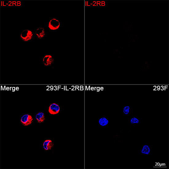 CD122 Antibody in Immunocytochemistry (ICC/IF)