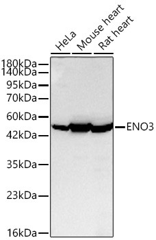 ENO3 Antibody in Western Blot (WB)
