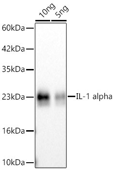IL-1 alpha Antibody in Western Blot (WB)