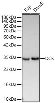 DCK Antibody in Western Blot (WB)