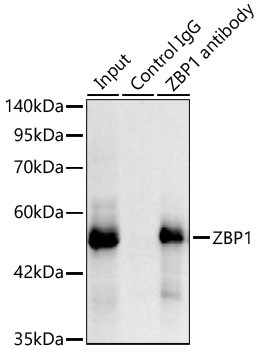 ZBP1 Antibody in Immunoprecipitation (IP)