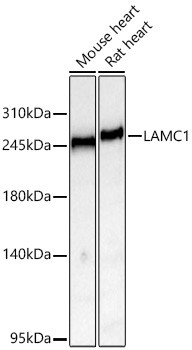 Laminin gamma-1 Antibody in Western Blot (WB)