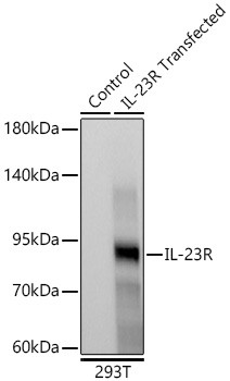 IL23R Antibody in Western Blot (WB)