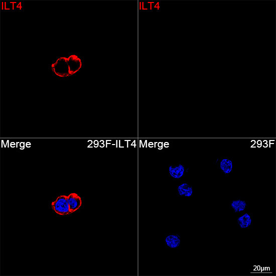LILRB2 Antibody in Immunocytochemistry (ICC/IF)