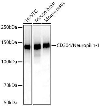 Neuropilin 1 Antibody in Western Blot (WB)