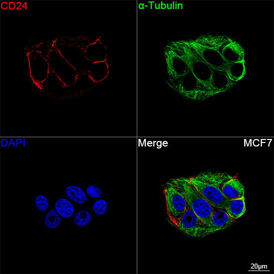 CD24 Antibody in Immunocytochemistry (ICC/IF)