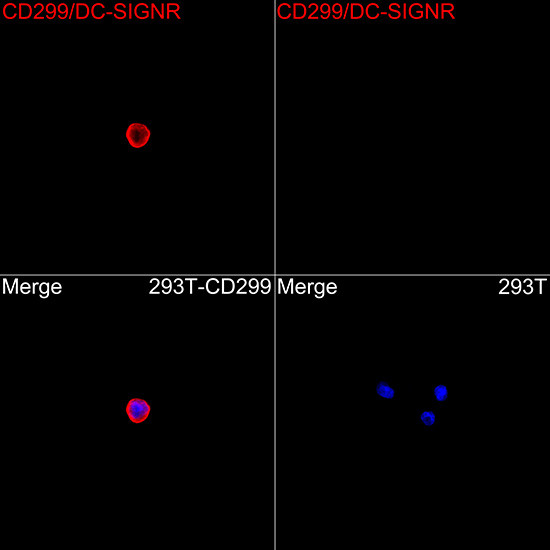 CD299 (DC-SIGN/L) Antibody in Immunocytochemistry (ICC/IF)