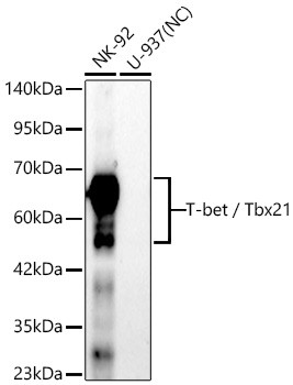 T-bet Antibody in Western Blot (WB)