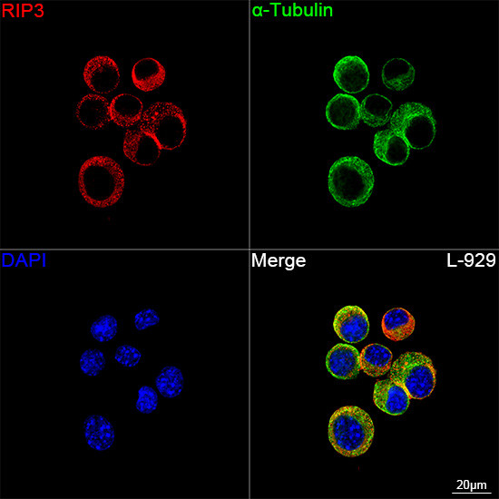 RIP3 Antibody in Immunocytochemistry (ICC/IF)