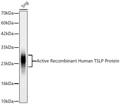 TSLP Antibody in Western Blot (WB)