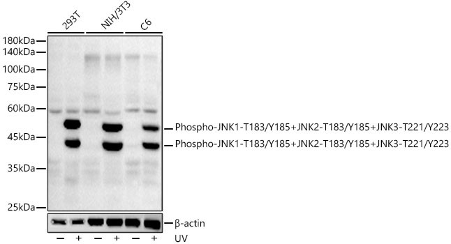 Phospho-JNK1/JNK2/JNK3 (Thr183, Tyr185, Thr221, Tyr223) Antibody in Western Blot (WB)