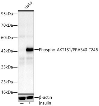 Phospho-PRAS40 (Thr246) Antibody in Western Blot (WB)