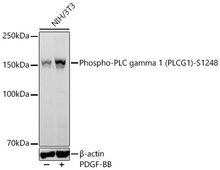 Phospho-PLCG1 (Ser1248) Antibody in Western Blot (WB)