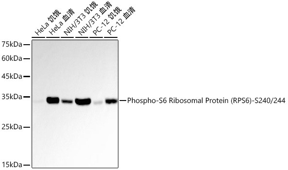Phospho-S6 Ribosomal Protein (Ser240, Ser244) Antibody in Western Blot (WB)