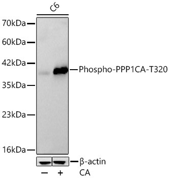 Phospho-PP1 alpha (Thr320) Antibody in Western Blot (WB)