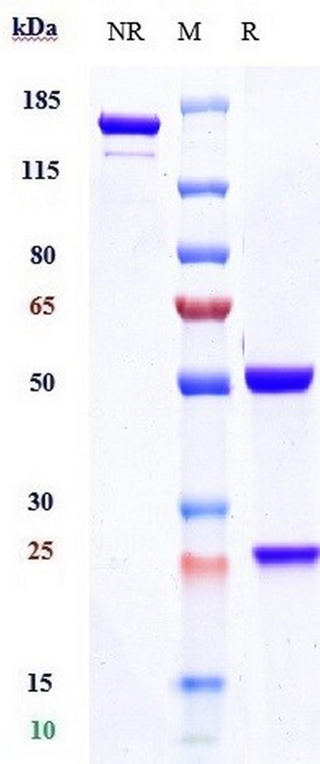 CD19 (Inebilizumab Biosimilar) Antibody in SDS-PAGE (SDS-PAGE)