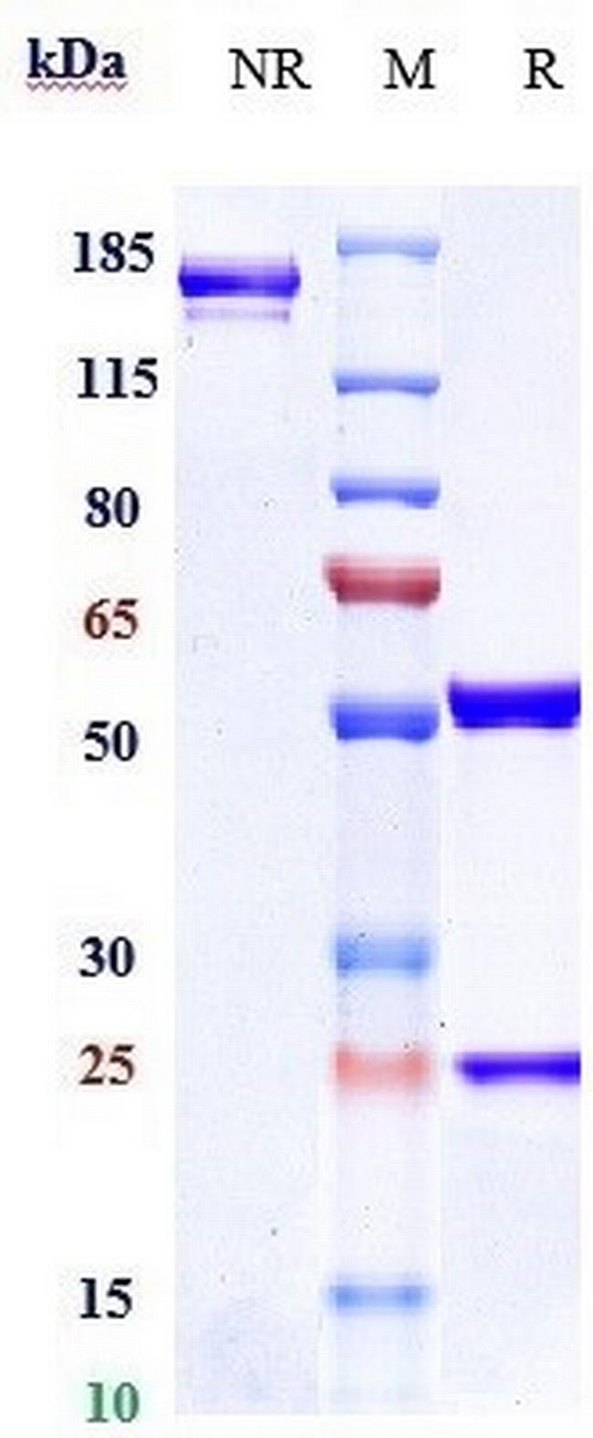 CD33 (Vadastuximab Biosimilar) Antibody in SDS-PAGE (SDS-PAGE)