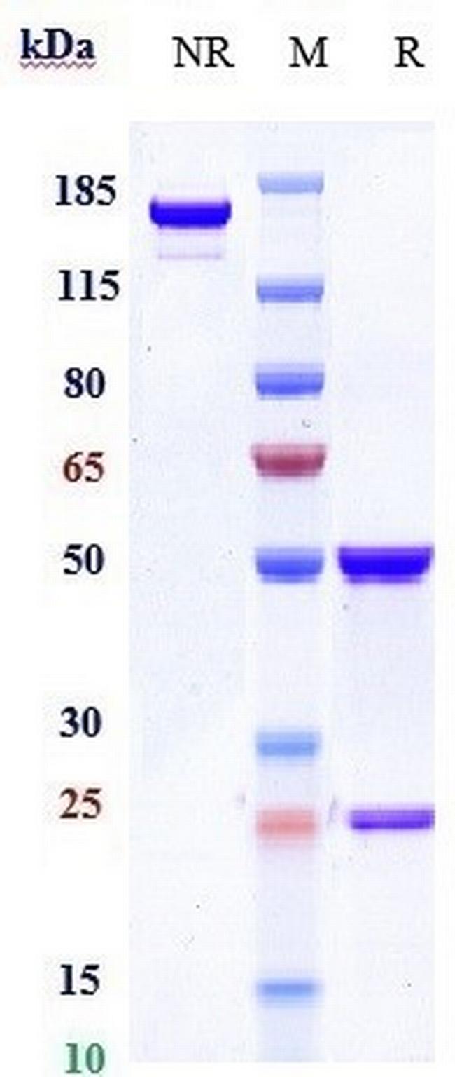 c-Met (Onartuzumab Biosimilar) Antibody in SDS-PAGE (SDS-PAGE)