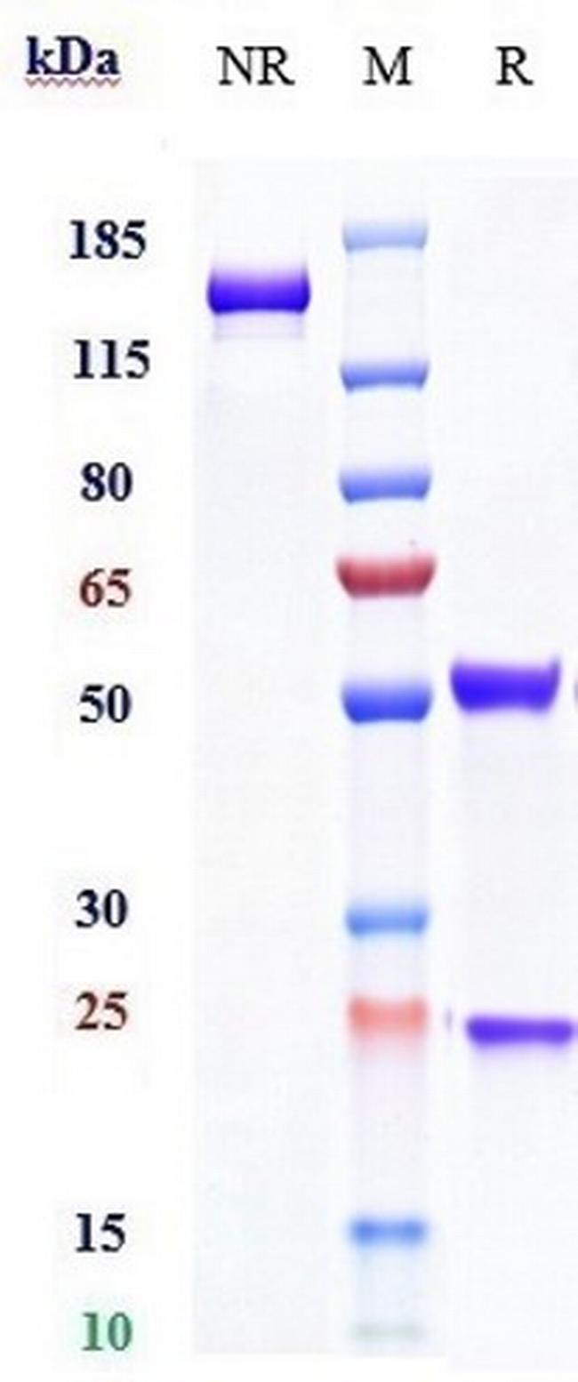 CD205 Biosimilar Antibody in SDS-PAGE (SDS-PAGE)