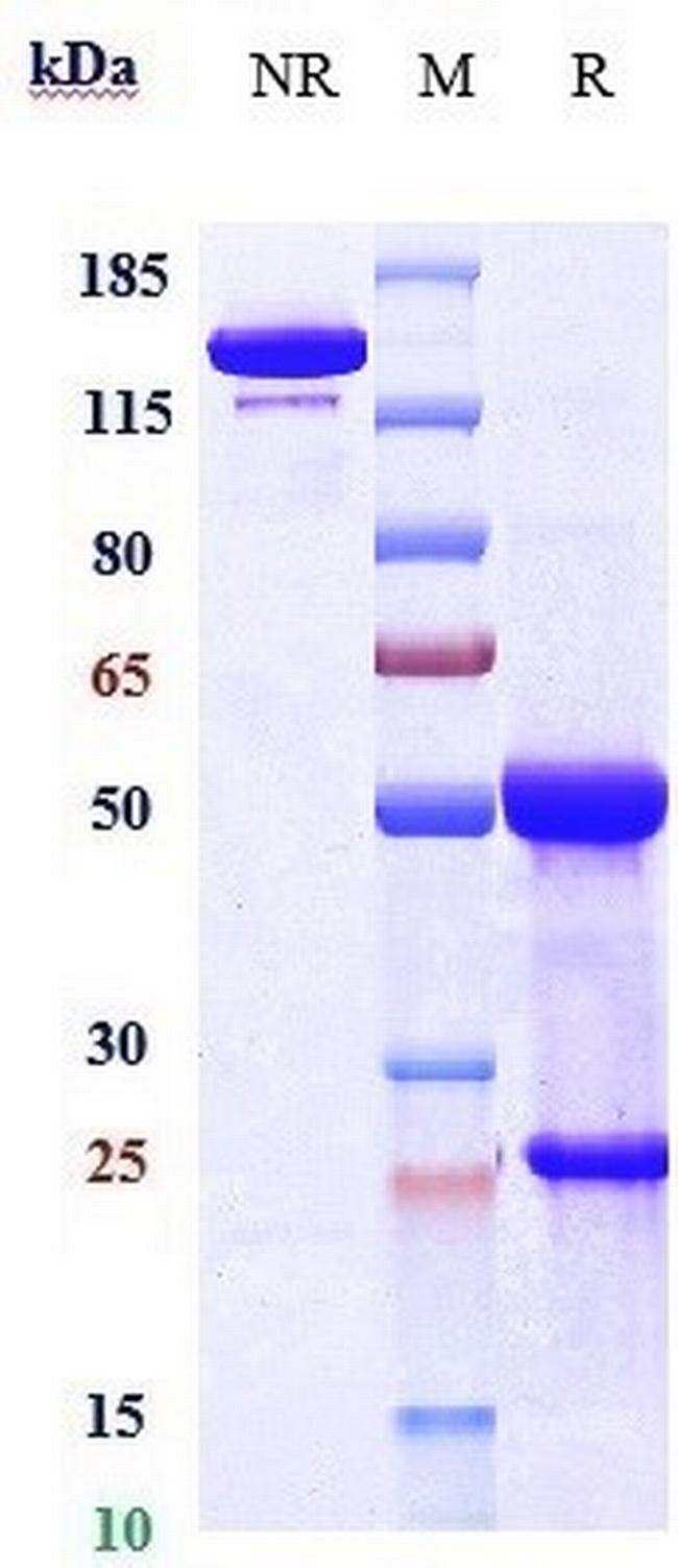 DLL3 (Biosimilar) Antibody in SDS-PAGE (SDS-PAGE)
