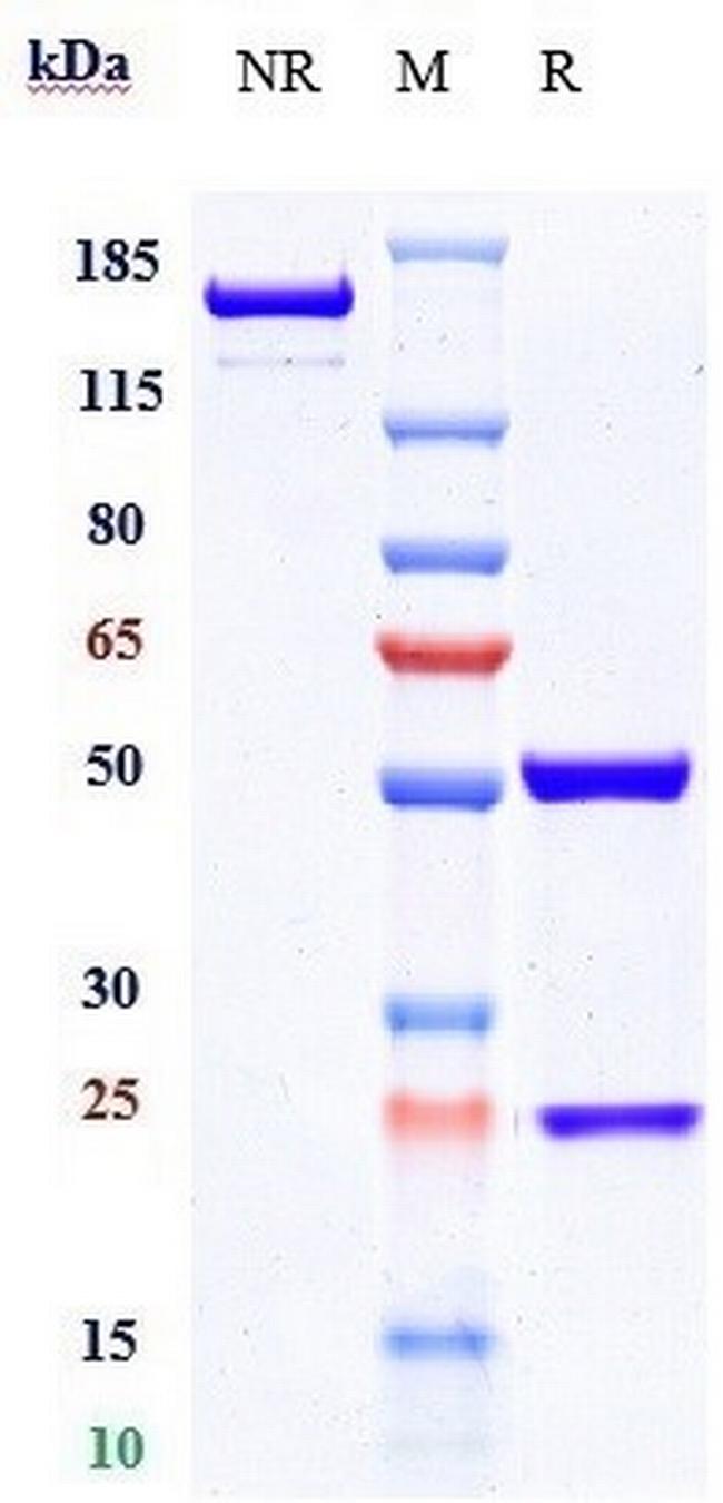 TRAIL-R2 (DR5) (Conatumumab Biosimilar) Antibody in SDS-PAGE (SDS-PAGE)