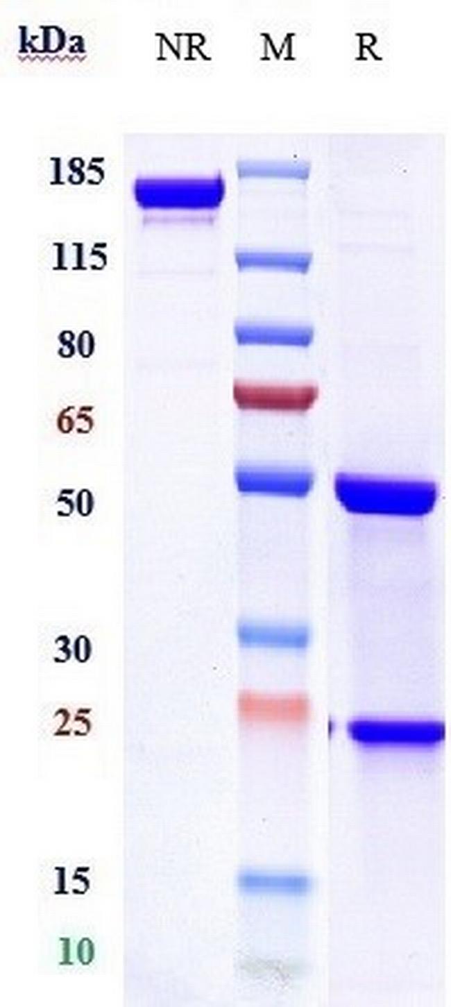 TRAIL-R2 (DR5) (Tigatuzumab Biosimilar) Antibody in SDS-PAGE (SDS-PAGE)