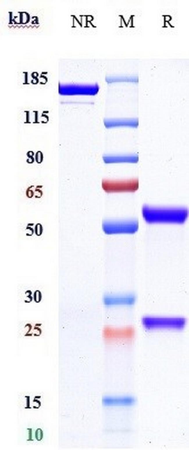 EGFR (Cetuximab Biosimilar) Antibody in SDS-PAGE (SDS-PAGE)