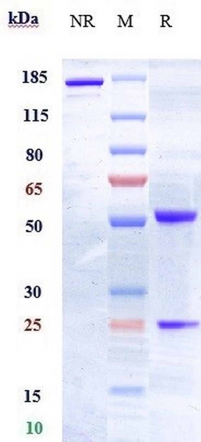 EphA2 (Biosimilar) Antibody in SDS-PAGE (SDS-PAGE)