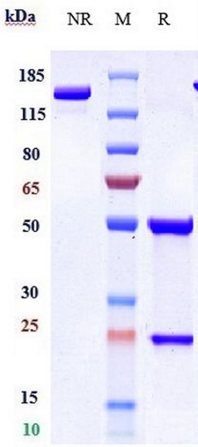 IL17RA (Brodalumab Biosimilar) Antibody in SDS-PAGE (SDS-PAGE)