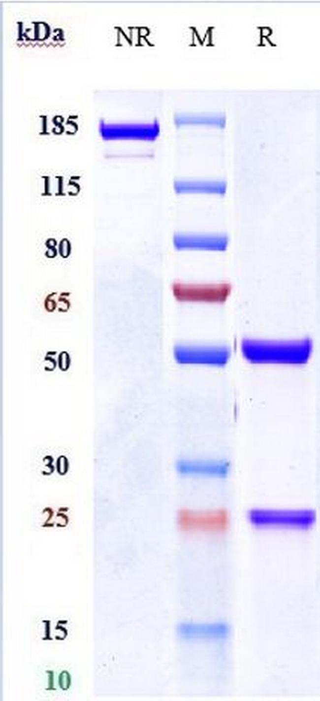 Nidanilimab Antibody in SDS-PAGE (SDS-PAGE)