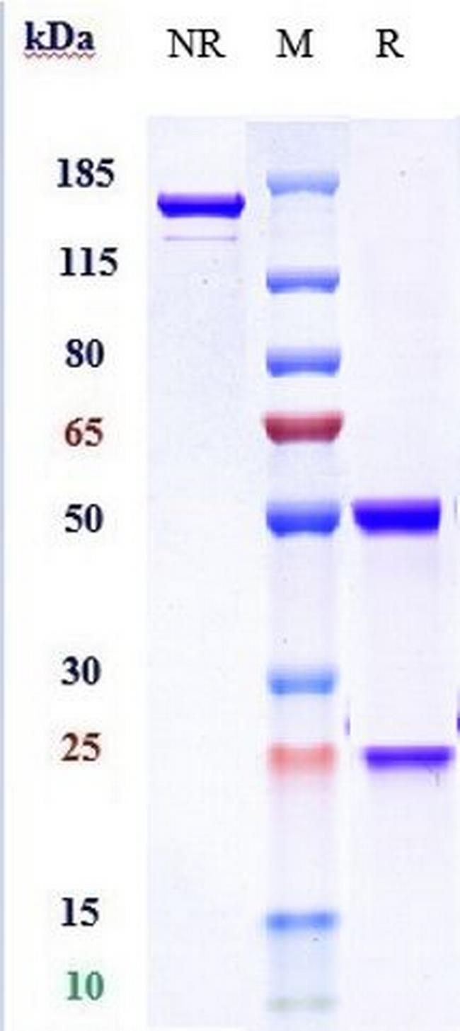 IL-6 Receptor (CD126) (Sarilumab Biosimilar) Antibody in SDS-PAGE (SDS-PAGE)
