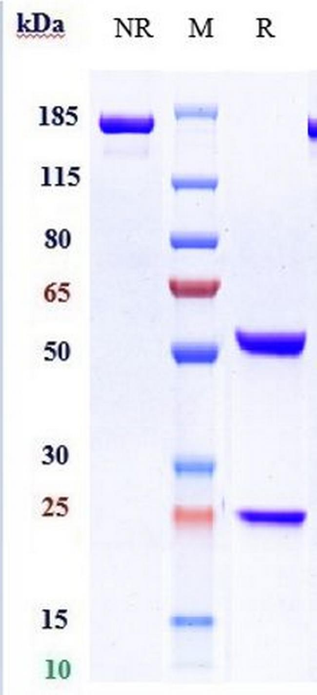 KIR2DL1/2/3 (Lirilumab Biosimilar) Antibody in SDS-PAGE (SDS-PAGE)