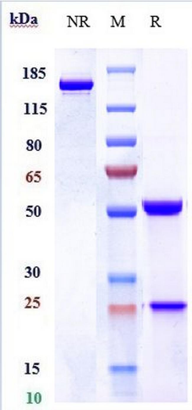 KIR3DL2 (Lacutamab Biosimilar) Antibody in SDS-PAGE (SDS-PAGE)