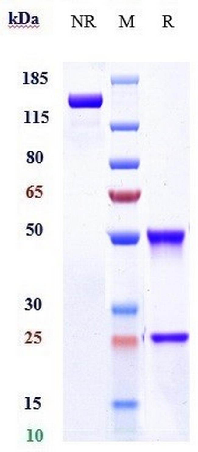 LILRB4 (CD85k) (Biosimilar) Antibody in SDS-PAGE (SDS-PAGE)