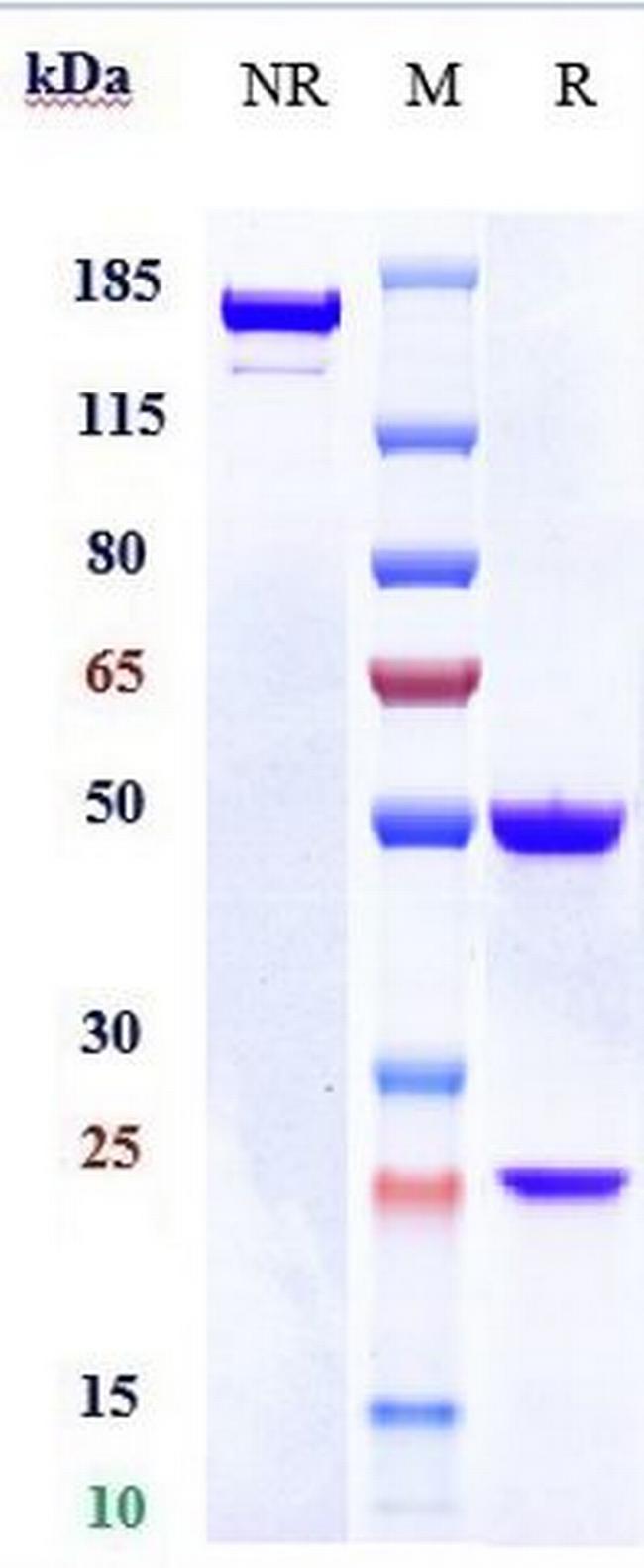 CSF1R (CD115) (Lacnotuzumab Biosimilar) Antibody in SDS-PAGE (SDS-PAGE)